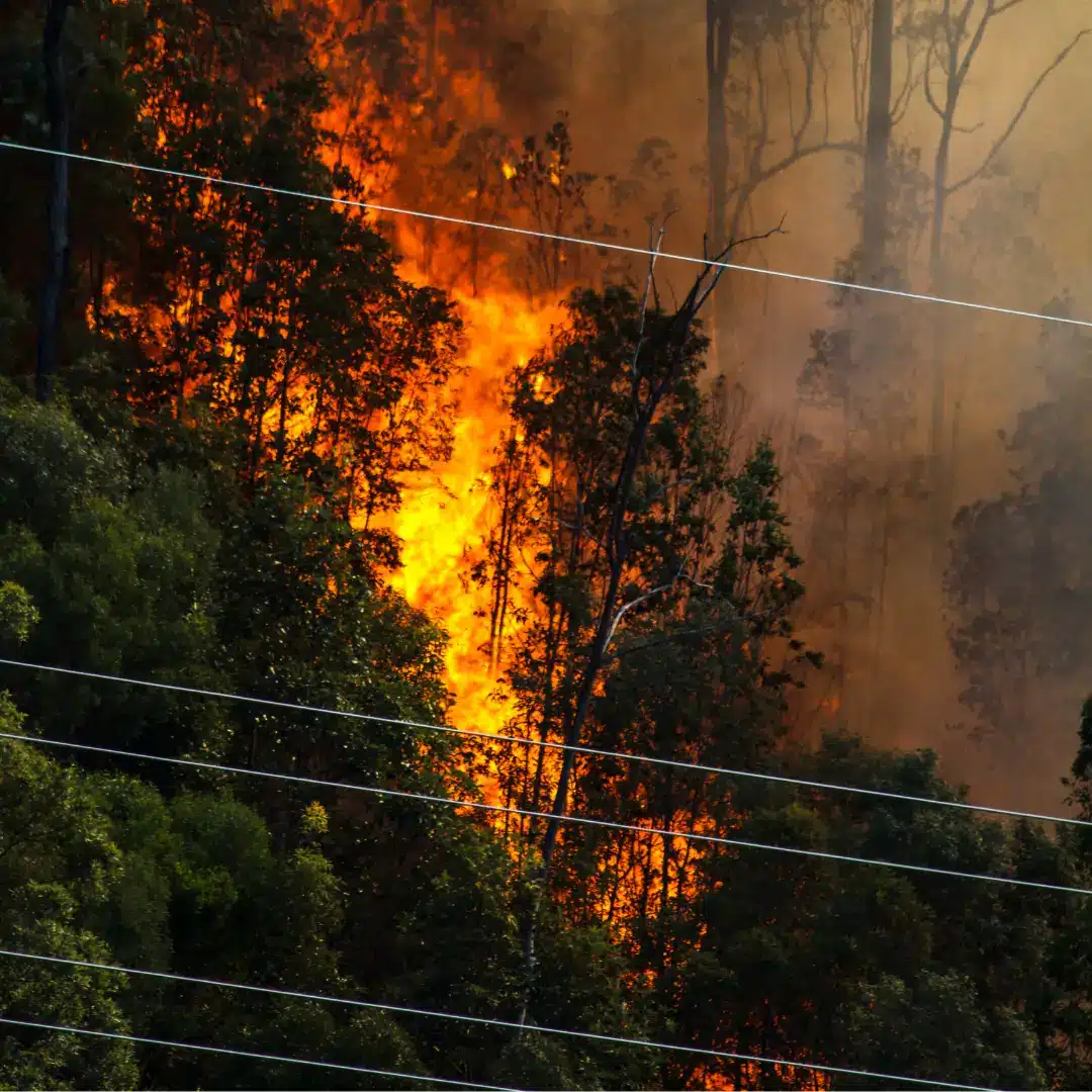 forest fire damaging power lines